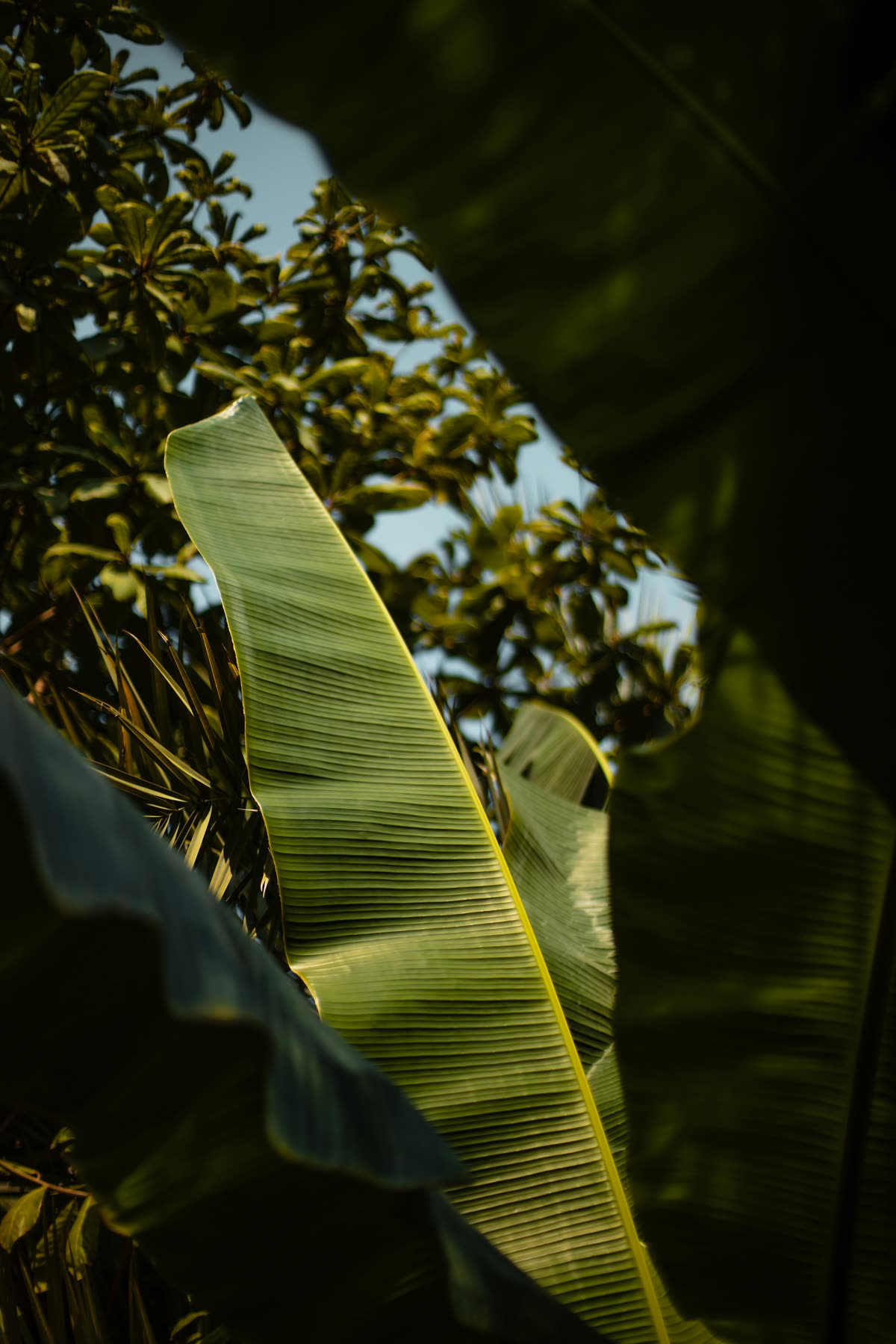 Banana plant with broad leaves