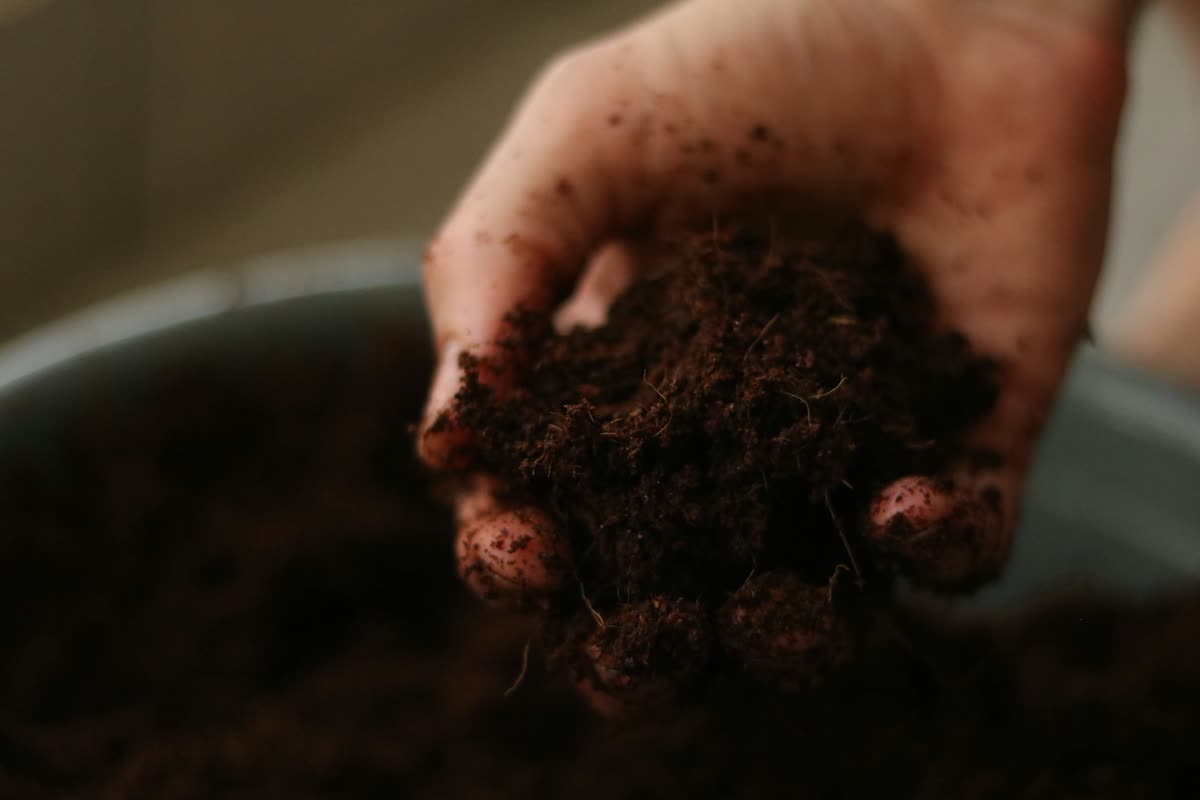A handful of dark compost