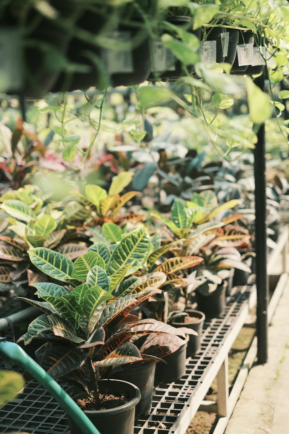 Crotons with red, yellow and green leaves