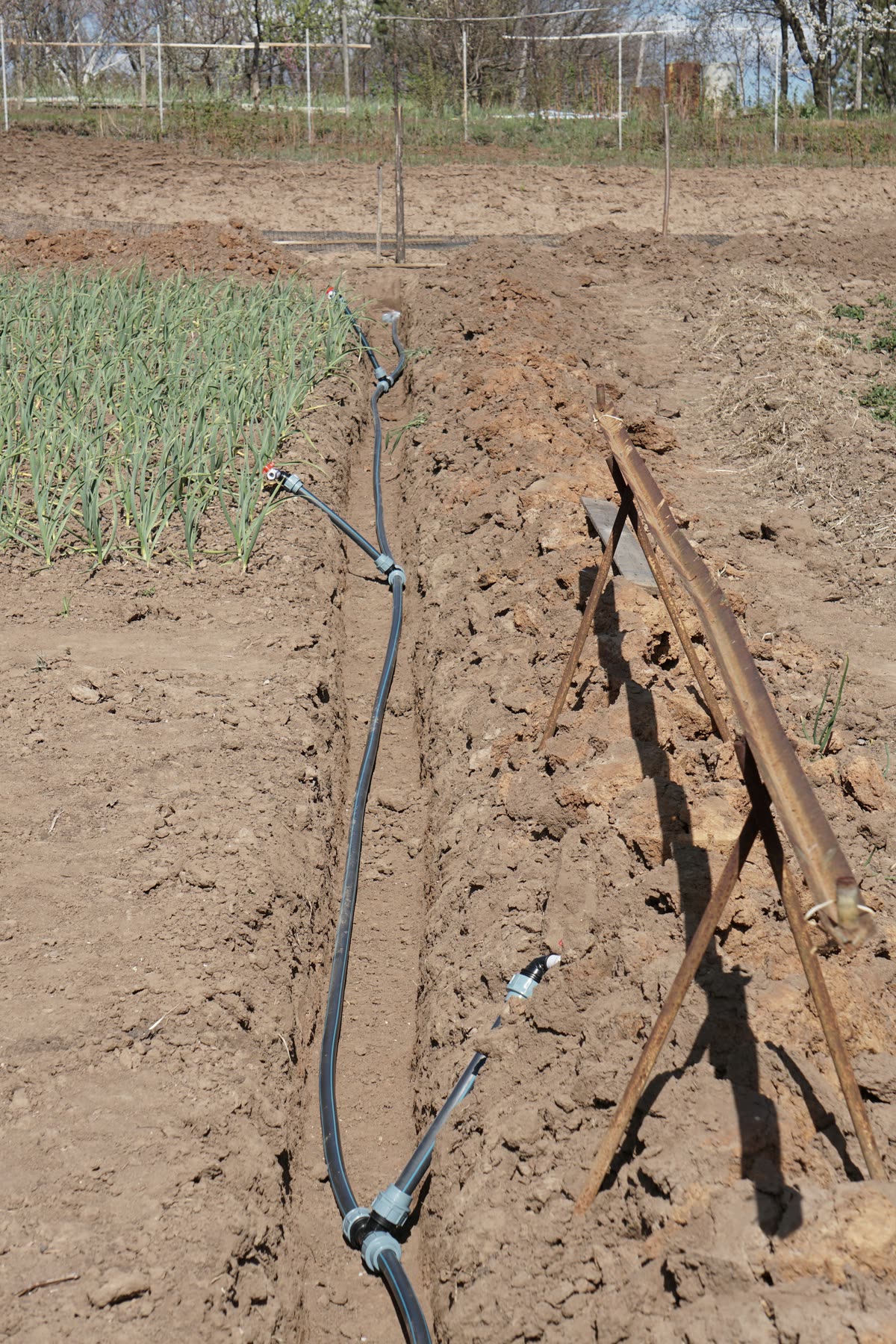Drip line laid in soil
