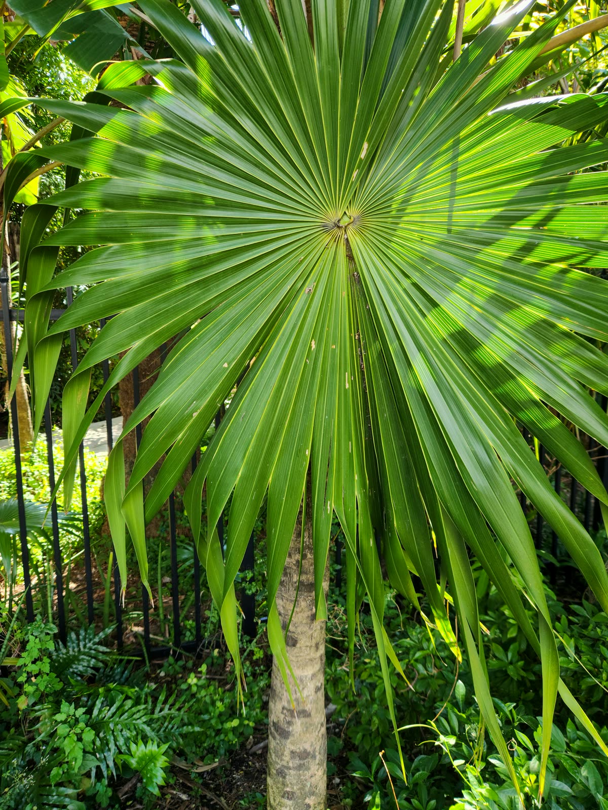 Fan palm growing in a garden