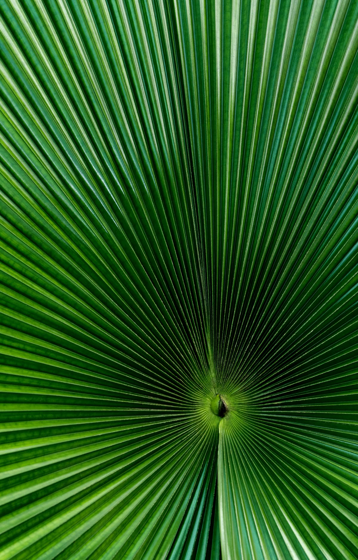 Close-up of a green fan palm leaf