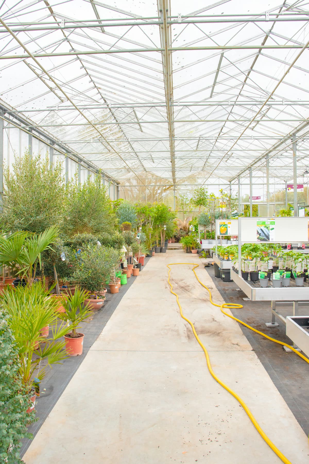 Long nursery aisle full of potted plants