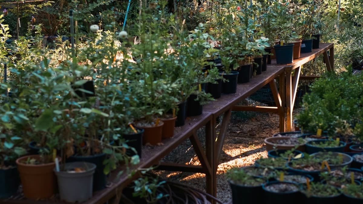 Benches of potted shrubs ready for pickup in the nursery yard