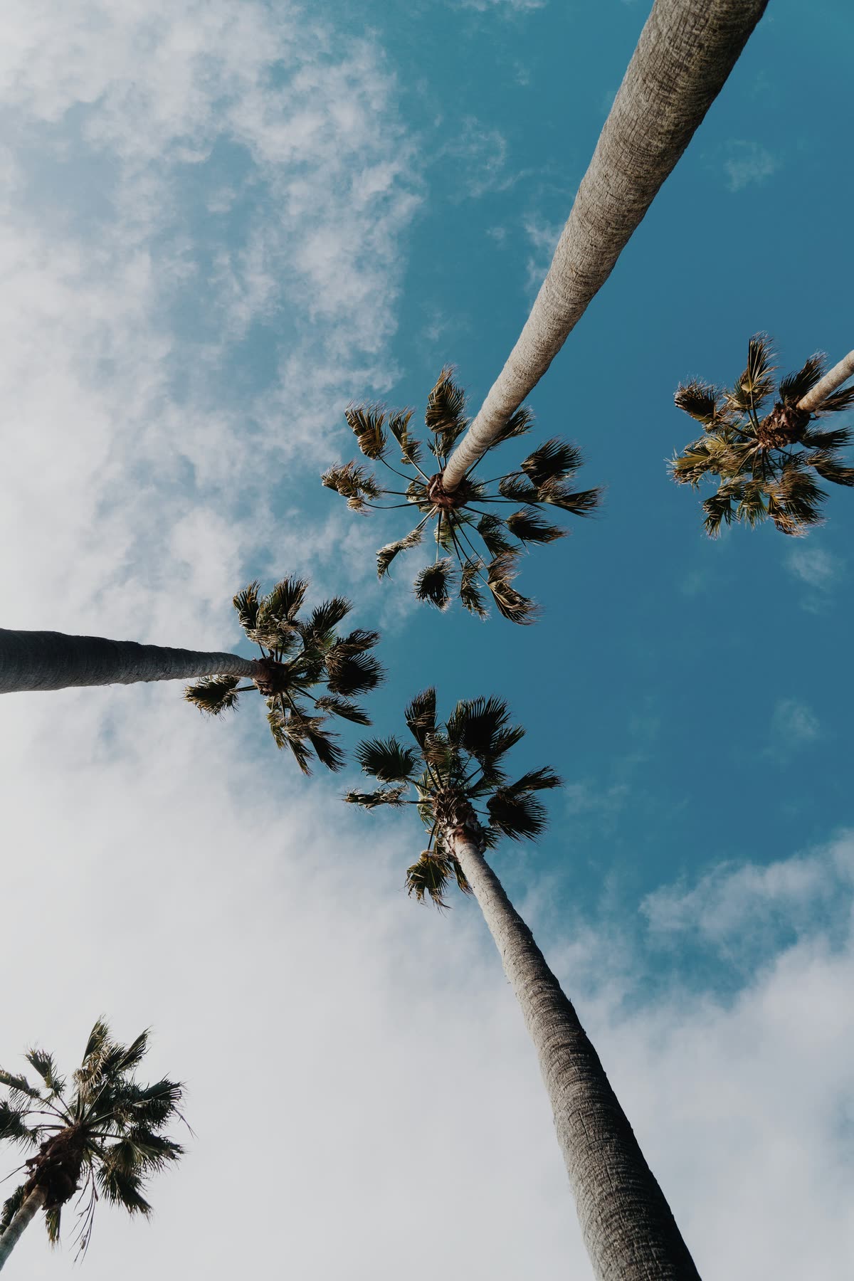 Palm trees seen from below against the sky