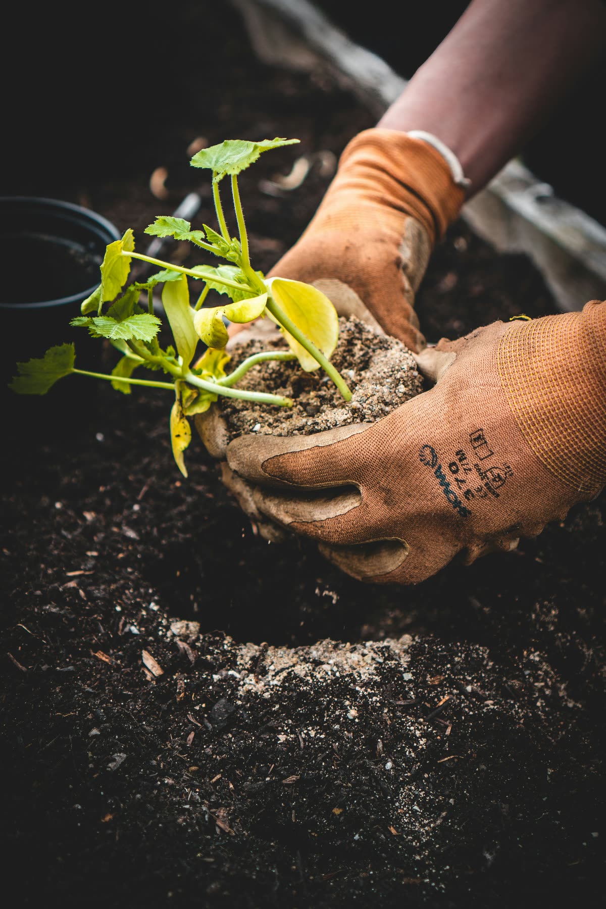 Gloved hands setting a young plant into soil