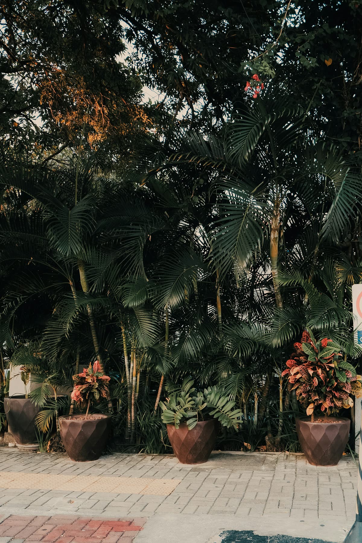 Potted plants set out in front of a wall of palms