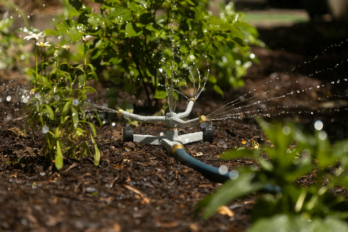 Sprinkler watering plants